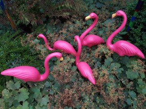 Flamingos